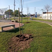 Projeto de Arborização